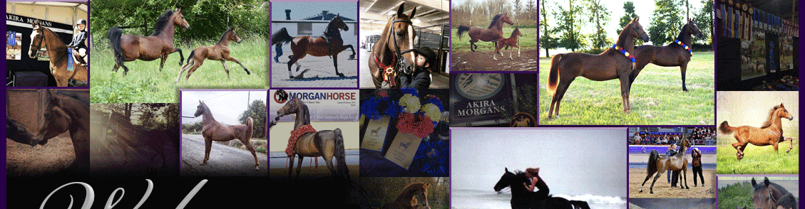 2018 OMC ad for The Morgan Horse
